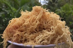 Unveiling the Wonders of Organic Sea Moss